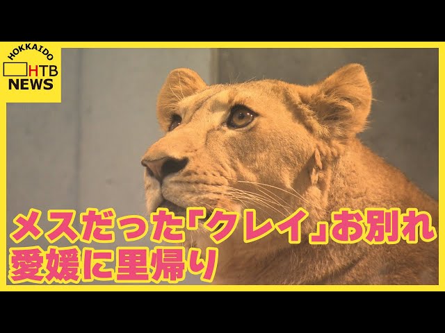 オスではなくメスだったライオン「クレイ」　円山動物園で最終日迎える　愛媛のとべ動物園に里帰り